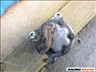 Peugeot 307 2,0 HDI klíma kompresszor SANDEN 1437 8. kép
