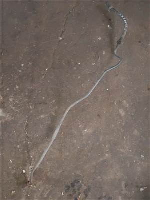 Opel Frontera B Szervócső